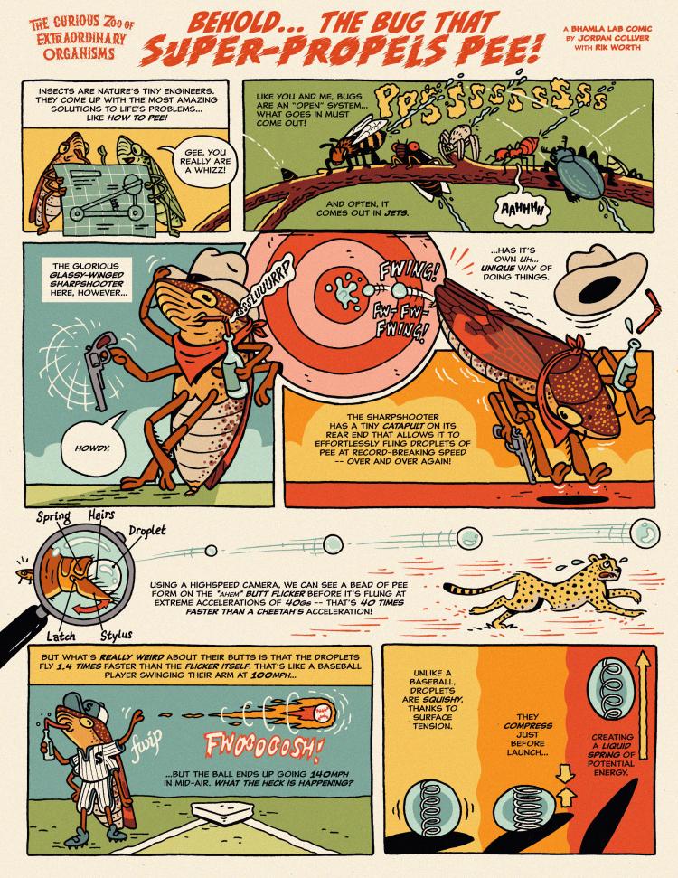 Scientific comic about an insect that propels its pee
