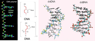 CNA-DNA 