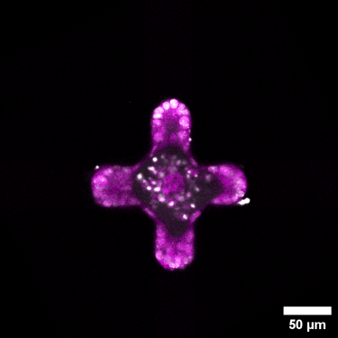 Figure 1 shows a cross-shaped organoid patterned with light, where a protein (magenta) and the cell nuclei (white) can be seen.