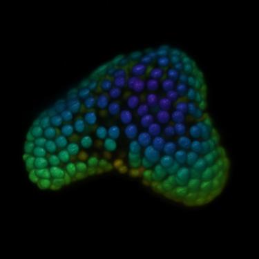 Figure 2 shows a 3D rendering of cell nuclei in part of an organoid, color-coded by depth.