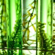 Biofuel in test tubes
