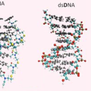 CNA-DNA