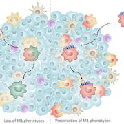 A comparison illustration of traditional adoptive macrophage transfer versus a backpack-aided adoptive macrophage transfer. Includes illustration of "loss of M1 phenotypes" and "Preservation of M1 phenotypes," respectively