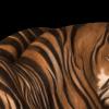 Tiger stripes