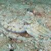 Camouflaged cuttlefish