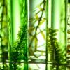 Biofuel in test tubes