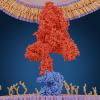 COVID-19 Spike Protein