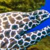 A colorful fish with sharp patterns