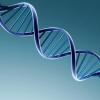 DNA chain