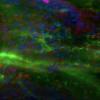 Microscopy image