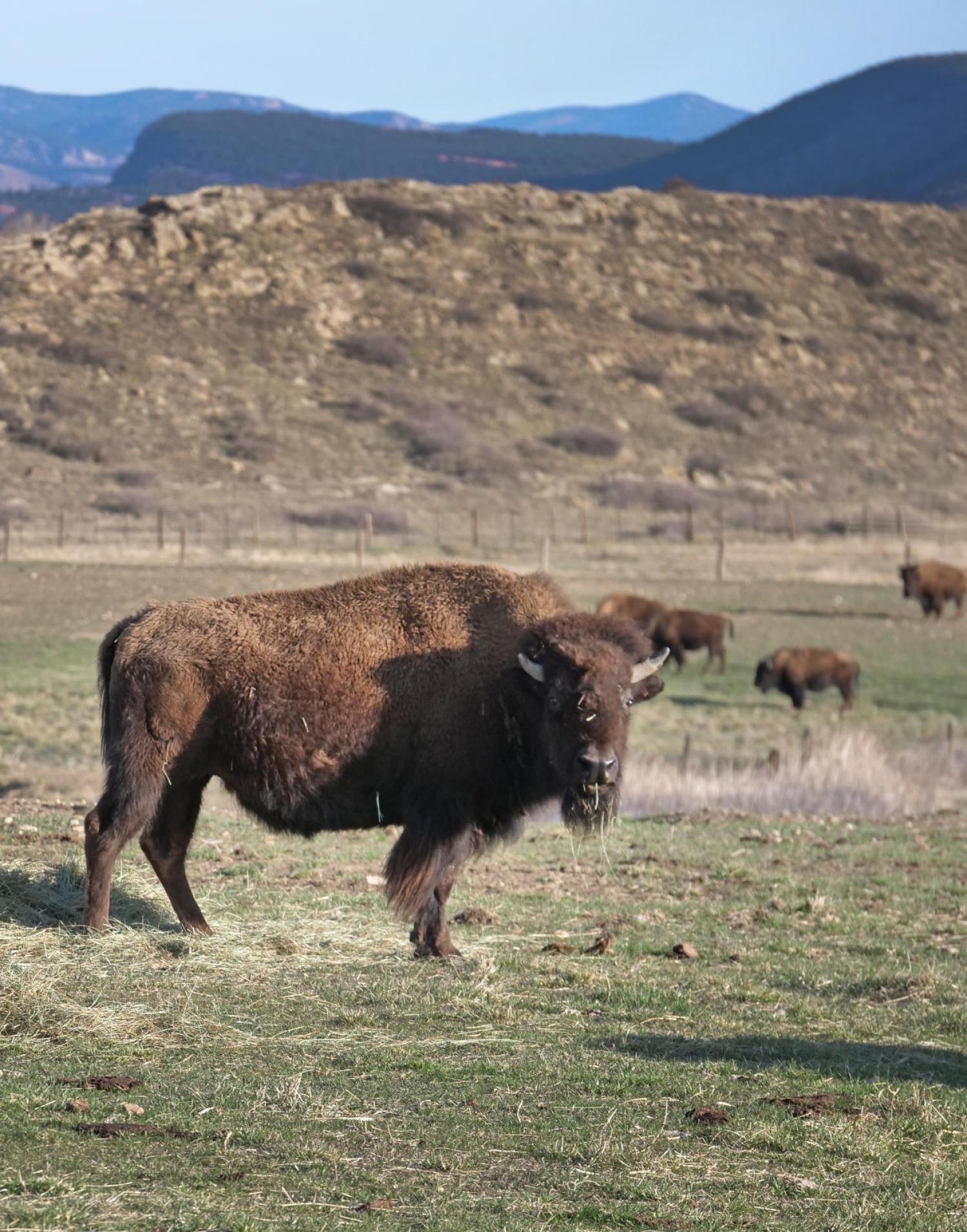 Inquisitive buffalo