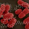 Multi drug resistance 