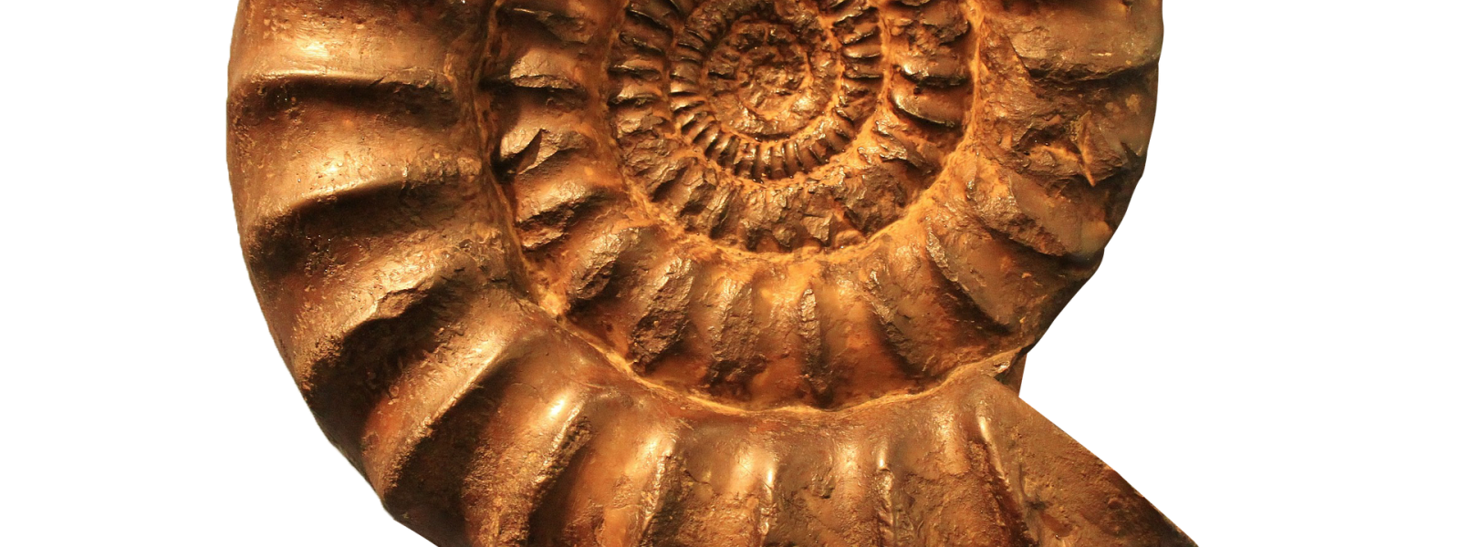 Ammonite