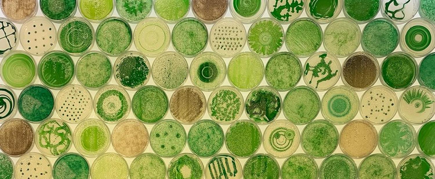 cyanobacteria in petri dishes