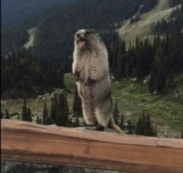 screaming marmot