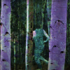 a group of Aspen trees with the eyeballs in the bark and a dancer running through them.