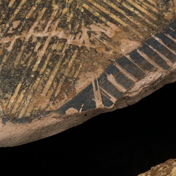 cut edge of lid, detail