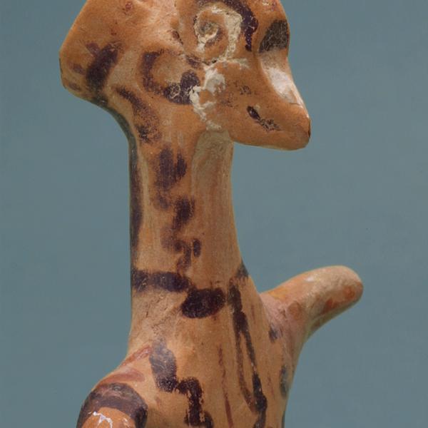 head, oblique view