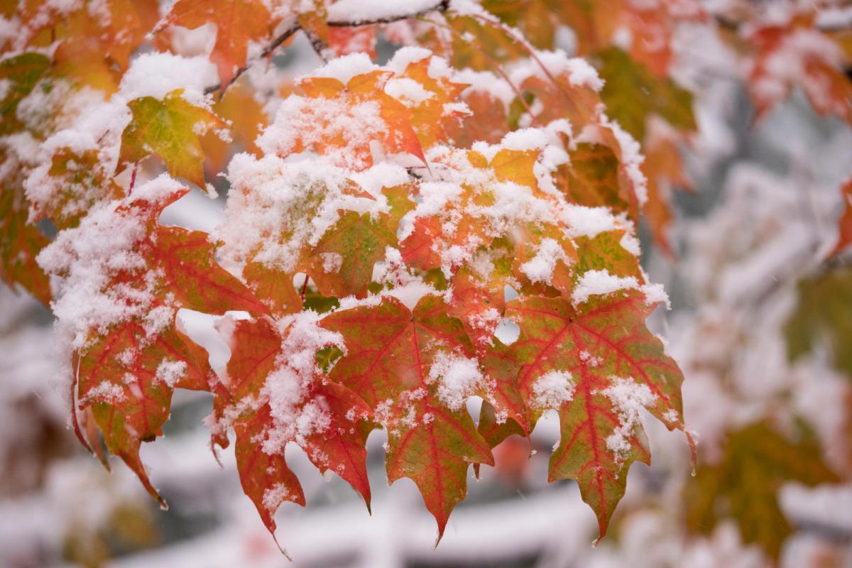 image of snowy leaf