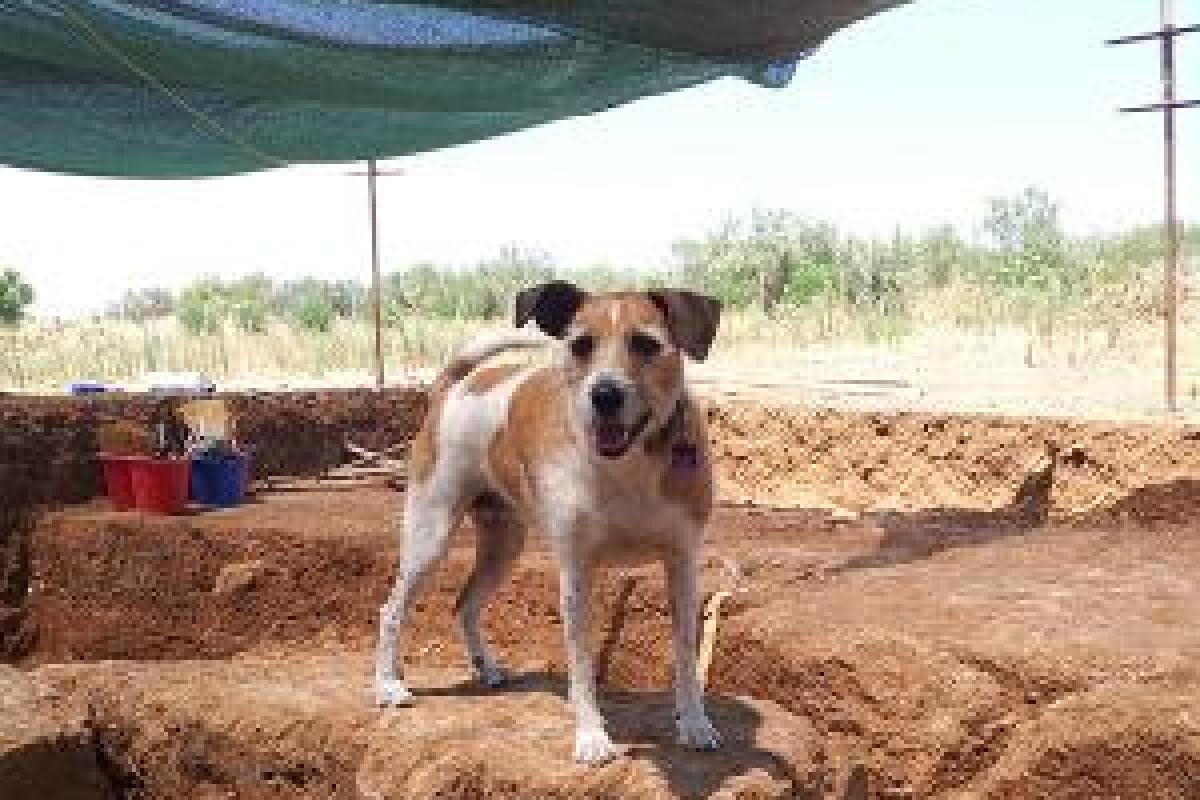 Holly (a dog) visits the excavations at Sikyon