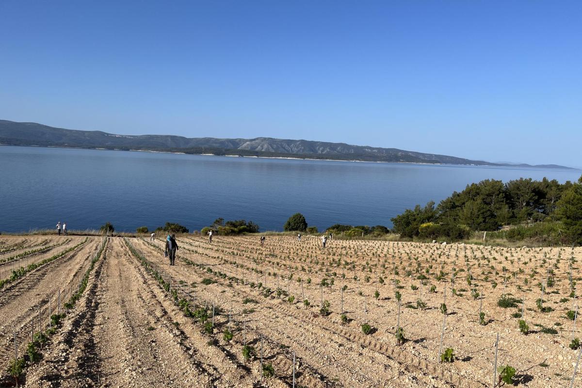 A survey unit near Bol on the Brac Island Project