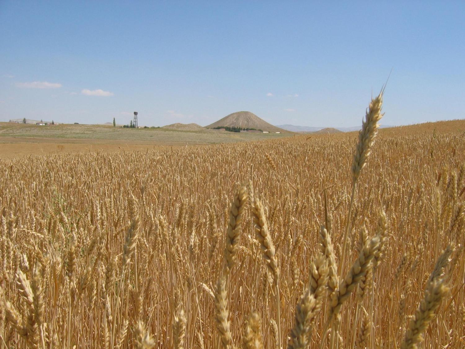 Wheat field with mountain in background