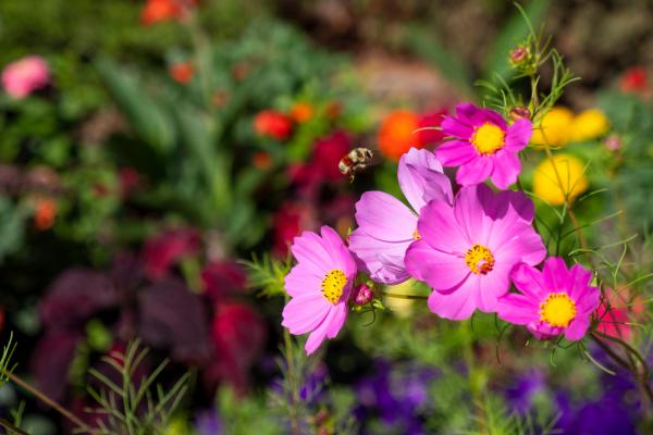 Flowers with bee