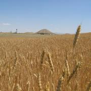 Wheat field with mountain in background