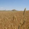 Wheat field with mountain in background