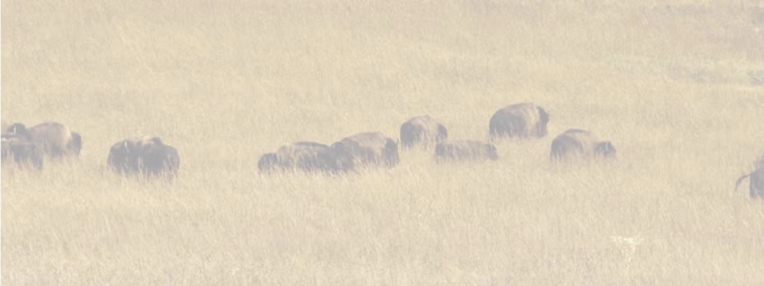 buffaloes in a grassy field