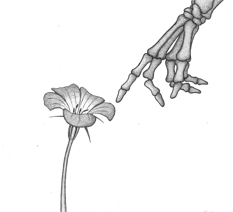 Claude Grossi Illustration