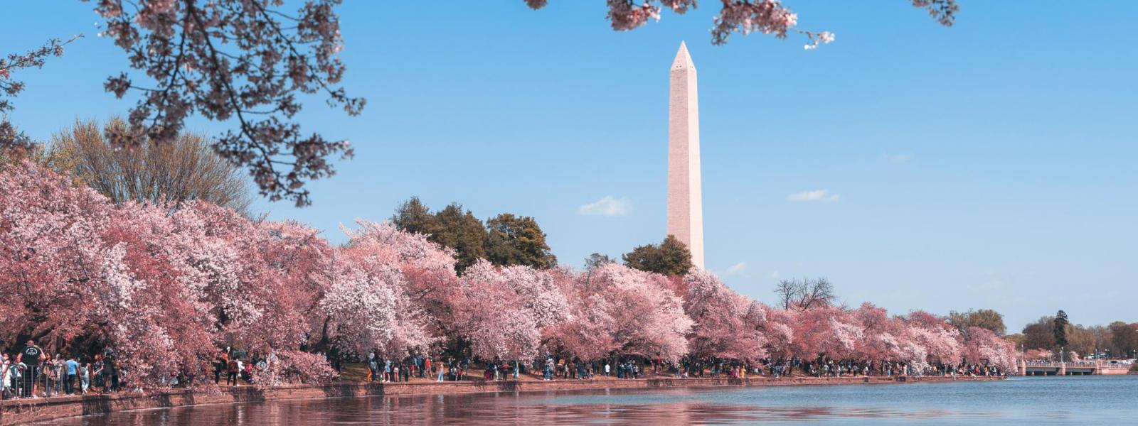 Washington Monument surrounded by cherry blossoms