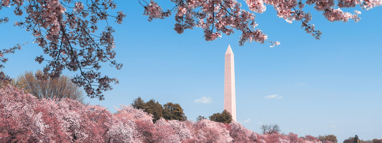 Cherry blossoms in D.C.
