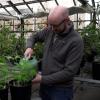 Brian Keegan, an assistant professor of Information Science at CU Boulder, waters hemp plants grown in a greenhouse on campus for research purposes. Credit: Nicholas Goda/CU Boulder