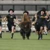 Ralphie at a game