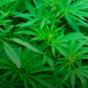 Cannabis leaves