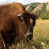 Ralphie photo