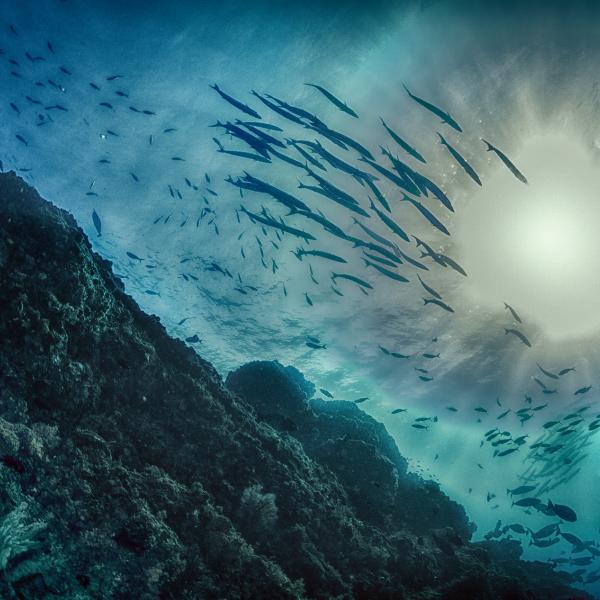 School of fish