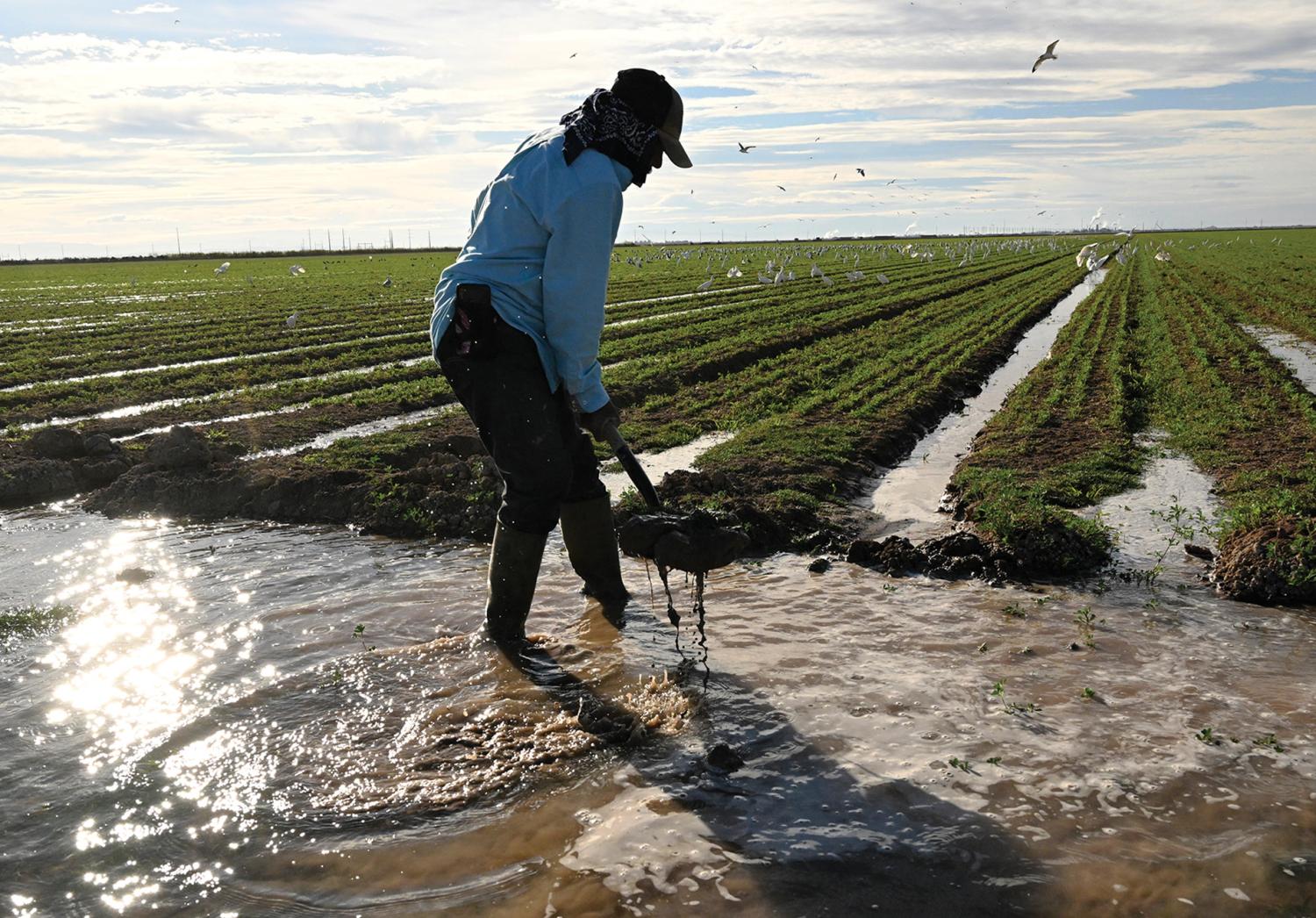 A farmhand irrigates a field of alfalfa in the Imperial Valley of Calipatria, California. The valley depends on the Colorado River for its surface water supply.