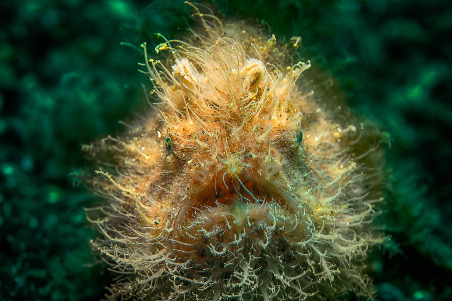 A handsome hairy frogfish spotted while muck diving in the Lembeh Strait. Some of Earth’s most alien creatures live here.