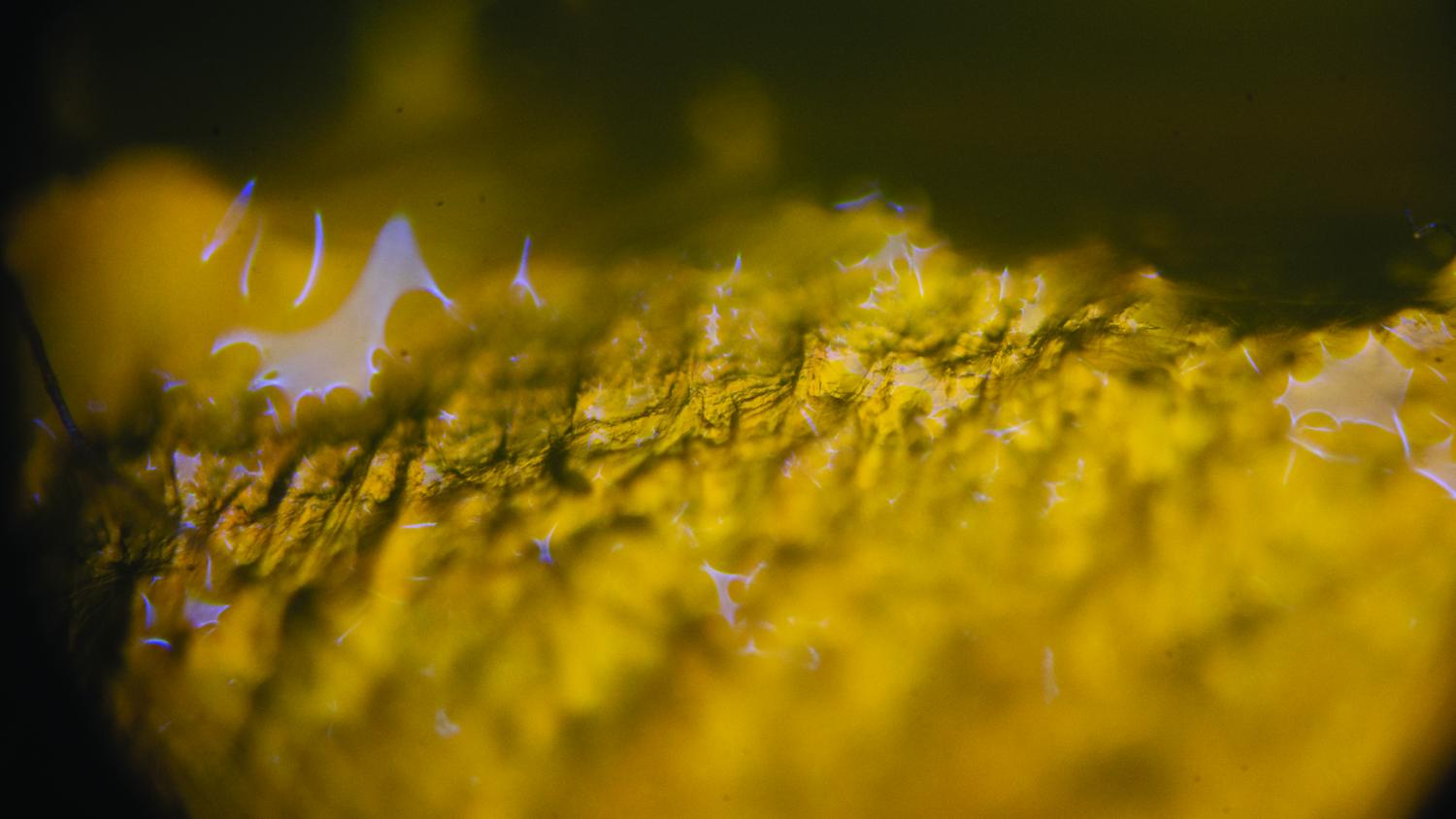 Silk and colored gelatin