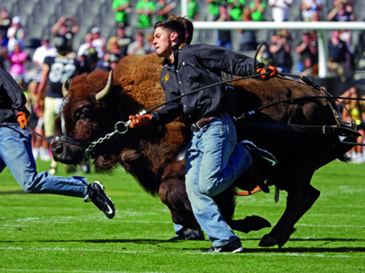Ralphie and handlers