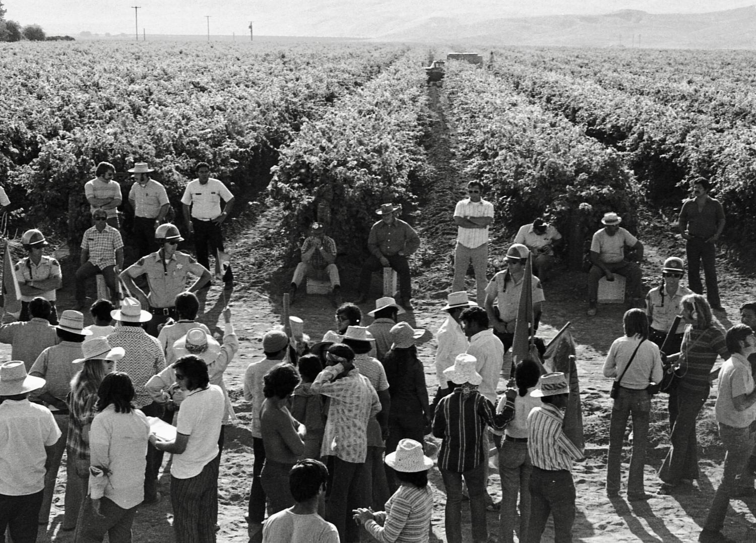 Farm workers gather in a vineyard to protest exploitation during a 1973 California grape strike organized by the United Farm Workers Union.
