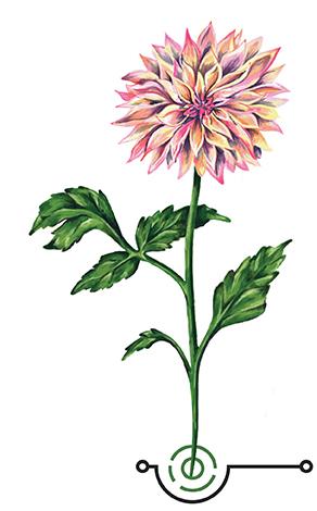 a flower!