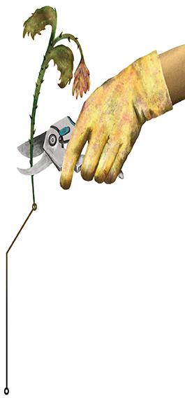 Pruning the plant