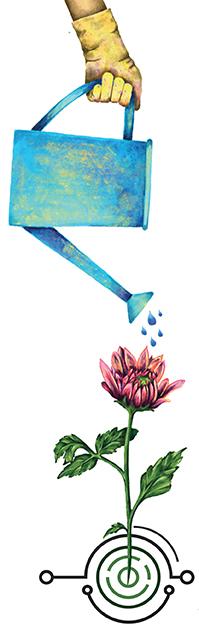 Watering the flower