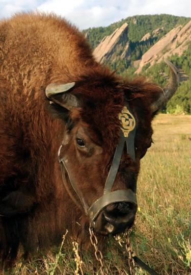 Photo of Ralphie