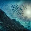 School of fish