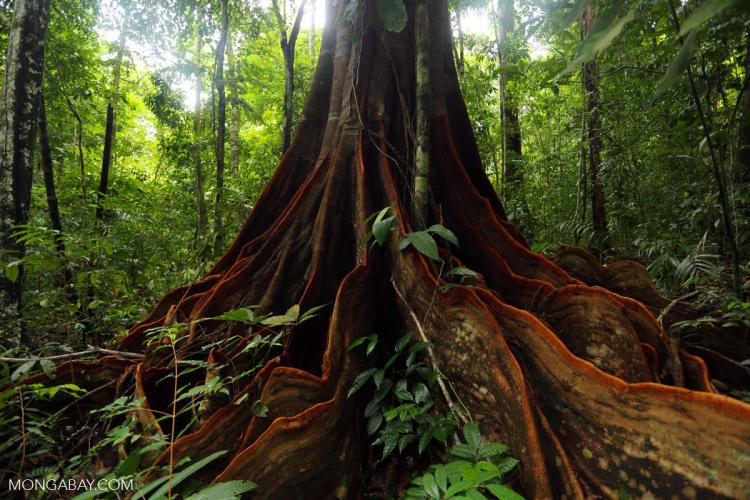 The founder of Mongabay, one of the most successful environmental journalism startups in the world, will join journalists this Wednesday, March 20, at the University of Colorado Boulder campus for the panel, “Global Environmental Journalism: Under Siege or Dawning Anew.”