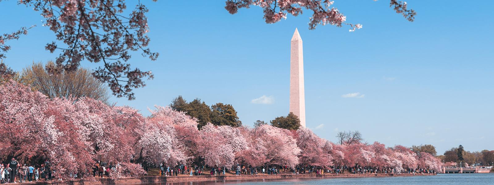Washington Monument and cherry blossoms